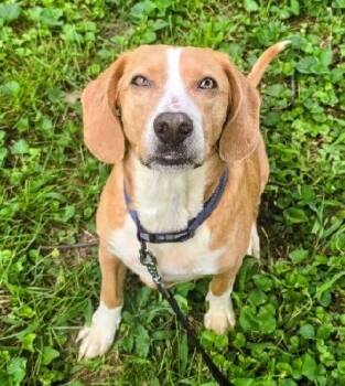Stolas -  Beagle and Hound Dog for Adoption in Scottsburg, Indiana - Stolas | PetCurious