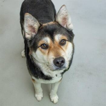 Shiba Inu and Mixed Breed Dogs Available for Adoption - BUDDY | PetCurious
