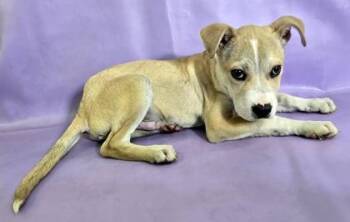 Terrier and Mixed Breed Dogs Available for Adoption in Morton Grove, Illinois - Tuscany | PetCurious