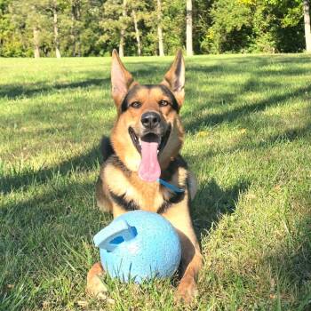 Rescue German Shepherd Dog Dogs for Adoption in Mooresville, Indiana - Major | PetCurious