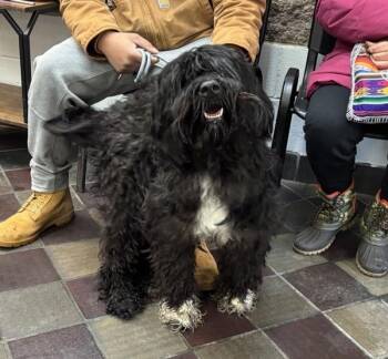 Mixed Breed Dogs Available for Adoption - Tuxedo Man | PetCurious