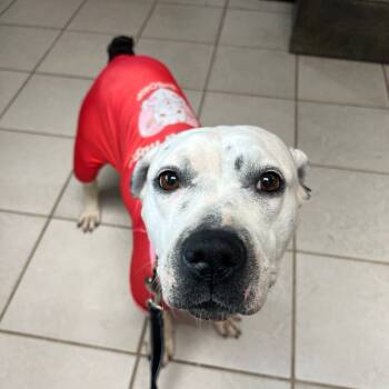 Rescue Pit Bull Terrier Dogs for Adoption in Savannah, Georgia - Camilla | PetCurious