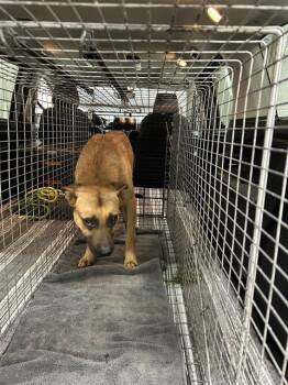 PHASER -  Black Mouth Cur Dog for Adoption in Indianapolis, Indiana - PHASER | PetCurious
