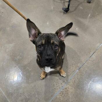 Bishop -  German Shepherd Dog and Pit Bull Terrier Dog for Adoption in Washburn, Missouri - Bishop | PetCurious
