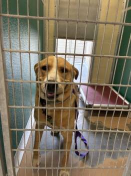 Labrador Retriever Dogs Available for Adoption in Texas City, Texas - RANGER | PetCurious