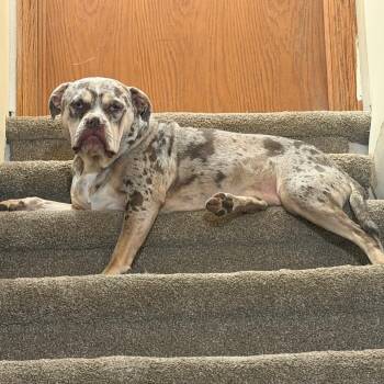 Mixed Breed Dogs Available for Adoption in Madison, Wisconsin - Mavis | PetCurious