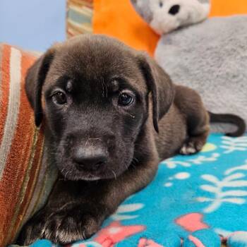 Smoky -  Mixed Breed Dog for Adoption in Huntsville, Alabama - Smoky | PetCurious