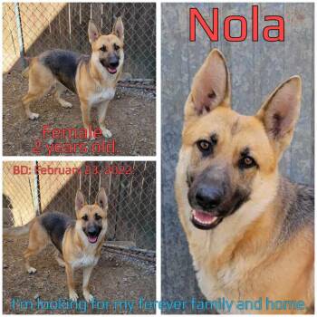 Nola -  German Shepherd Dog Dog for Adoption in Boaz, Alabama - Nola | PetCurious