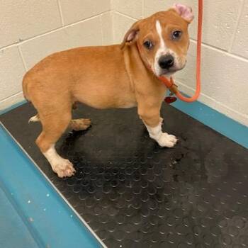 Mixed Breed Dogs Available for Adoption in Memphis, Tennessee - Ramsey | PetCurious