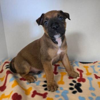 Breadstick -  Mixed Breed Dog for Adoption in Duncan, Oklahoma - Breadstick | PetCurious
