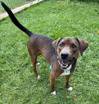 Mandy -  Mixed Breed Dog for Adoption in Lagrange, Indiana - Mandy | PetCurious