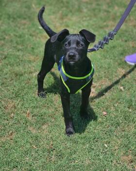 Rummy -  Labradoodle Dog for Adoption in Broken Arrow, Oklahoma - Rummy | PetCurious