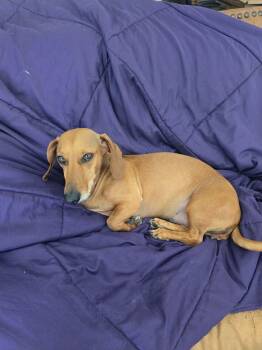 Ginger -  Dachshund Dog for Adoption in Los Angeles, California - Ginger | PetCurious