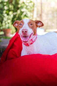 Kim -  Ibizan Hound Dog for Adoption in Winter Park, Florida - Kim | PetCurious