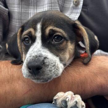 Odin -  Labrador Retriever Dog for Adoption in Richmond, Virginia - Odin | PetCurious