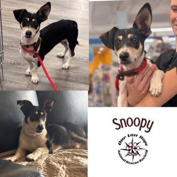 Snoopy -  Rat Terrier and Corgi Dog for Adoption in Princeton, British Columbia - Snoopy | PetCurious