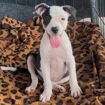 Rosie -  Pit Bull Terrier and Cattle Dog Dog for Adoption in West Islip, New York - Rosie | PetCurious