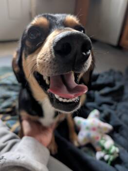 Dachshund and Beagle Dogs Available for Adoption - Randy | PetCurious