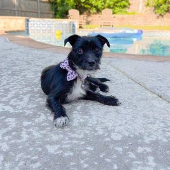 Terrier and Chihuahua Dogs Available for Adoption in North Richland Hills, Texas - Maria | PetCurious