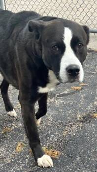 Andy -  Mixed Breed Dog for Adoption in Springfield, Ohio - Andy | PetCurious