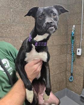 Oyster -  Mixed Breed Dog for Adoption in Eugene, Oregon - Oyster | PetCurious