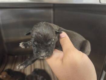 Rescue American Staffordshire Terrier and Mixed Breed Dogs for Adoption in Houston, Texas - A643096 | PetCurious