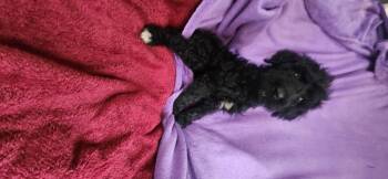 Rescue Goldendoodle Dogs for Adoption in Torrance, California - Marcus | PetCurious