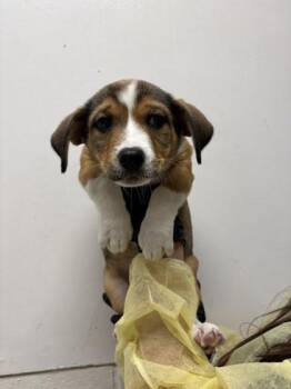 Bernese Mountain Dog and Beagle Dogs Available for Adoption in Morton Grove, Illinois - Marigold | PetCurious