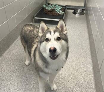 BEBO -  Siberian Husky and Mixed Breed Dog for Adoption in Omaha, Nebraska - BEBO | PetCurious