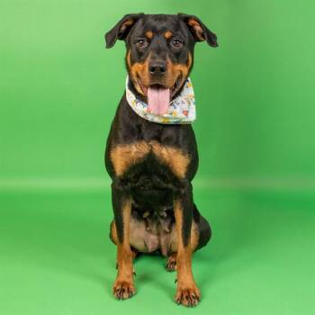 Rottweiler and Mixed Breed Dogs Available for Adoption in St. Louis, Missouri - GOOBER | PetCurious