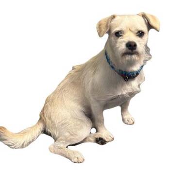Archer -  Terrier Dog for Adoption in Red Bluff, California - Archer | PetCurious