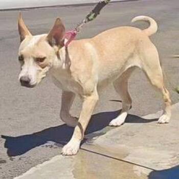 Cream -  Boxer and Staffordshire Bull Terrier Dog for Adoption in Green Valley, Arizona - Cream | PetCurious