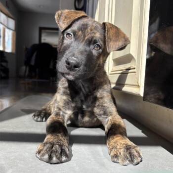 Mixed Breed Dogs Available for Adoption - Jaxson | PetCurious