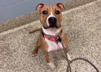 RYLO -  Pit Bull Terrier and Mixed Breed Dog for Adoption in Colorado Springs, Colorado - RYLO | PetCurious