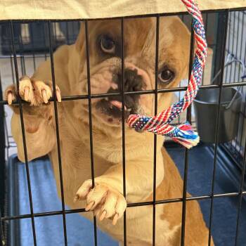 Draco Bean -  French Bulldog Dog for Adoption in Lake Jackson, Texas - Draco Bean | PetCurious