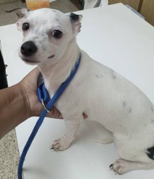 DOROTHY - so cuddly -  Chihuahua and Terrier Dog for Adoption - DOROTHY - So Cuddly | PetCurious