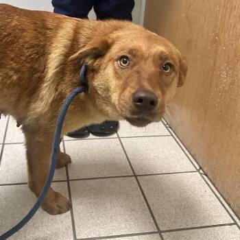 Mixed Breed Dogs Available for Adoption - Carmie | PetCurious