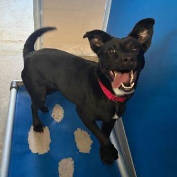 Mixed Breed Dogs Available for Adoption - SALLY | PetCurious