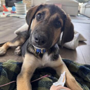 Bulbasaur -  Shepherd Dog for Adoption in Charlotte, North Carolina - Bulbasaur | PetCurious