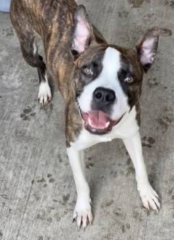 Pit Bull Terrier Dogs Available for Adoption in Chicago, Illinois - Launchpad | PetCurious