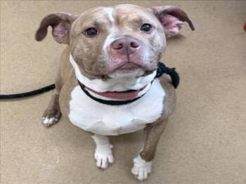 CHU CHU -  Pit Bull Terrier Dog for Adoption in Derwood, Maryland - CHU CHU | PetCurious
