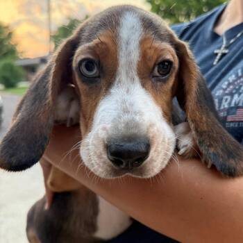Baxter -  Basset Hound and Beagle Dog for Adoption in Normal, Illinois - Baxter | PetCurious