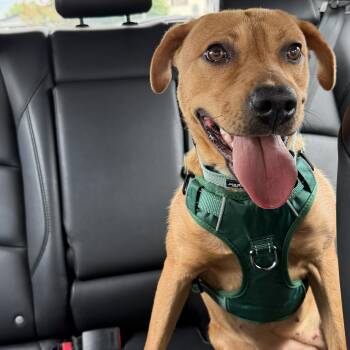 Shiloh -  Mountain Cur Dog for Adoption in East Greenwich Township, New Jersey - Shiloh | PetCurious