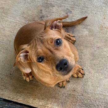 Ruby -  Mixed Breed Dog for Adoption in Lake Jackson, Texas - Ruby | PetCurious