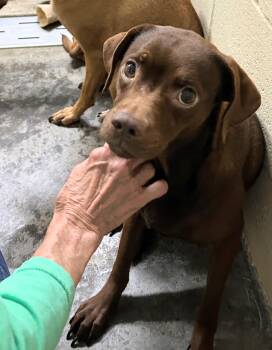 Tosha -  Chiweenie and Pug Dog for Adoption in Scottsburg, Indiana - Tosha | PetCurious