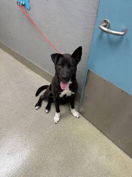 German Shepherd Dog and Mixed Breed Dogs Available for Adoption in Las Vegas, Nevada - SPY | PetCurious