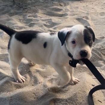 Archie -  Mixed Breed Dog for Adoption in Myrtle Beach, South Carolina - Archie | PetCurious