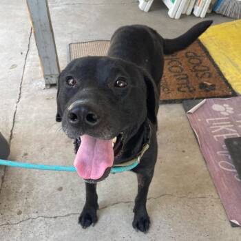 Sebastian -  Black Labrador Retriever Dog for Adoption in Laredo, Texas - Sebastian | PetCurious