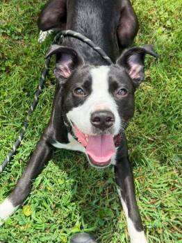 Flint -  Mixed Breed Dog for Adoption in Acworth, Georgia - Flint | PetCurious