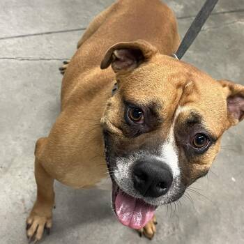 Brody (Cody) -  Boxer and Mixed Breed Dog for Adoption in Tampa, Florida - Brody (Cody) | PetCurious
